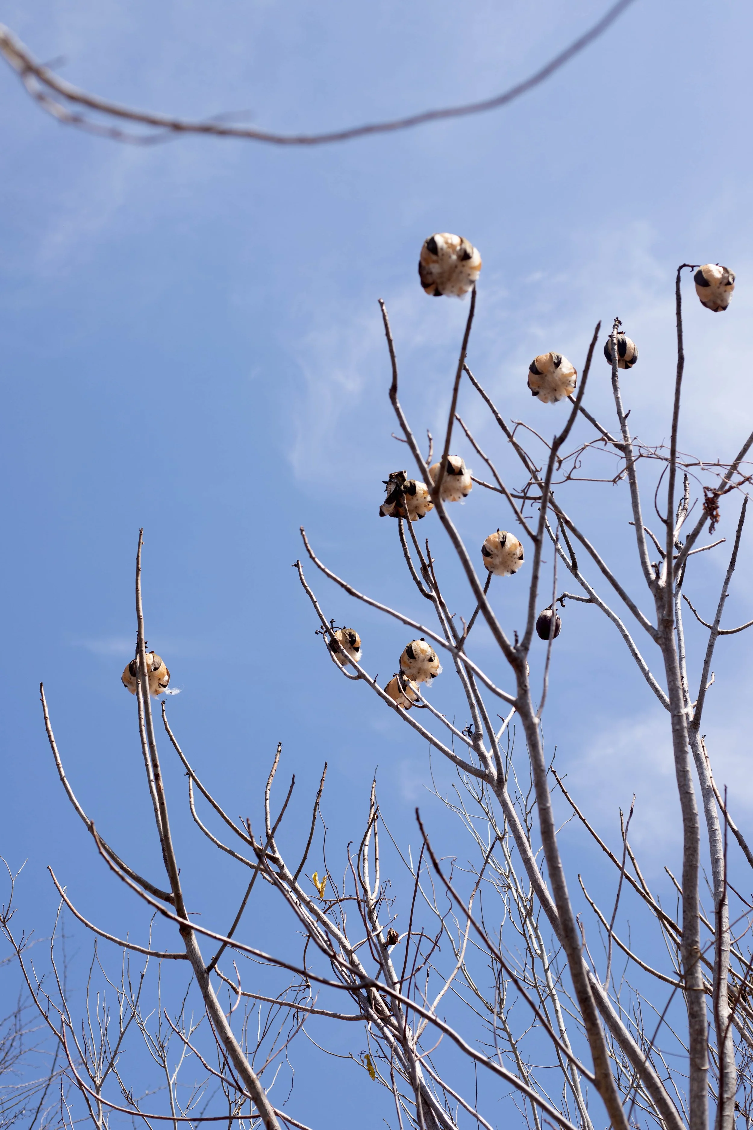 A clear blue sky with a few wispy clouds and a leafless tree with dried seed pods on its branches.