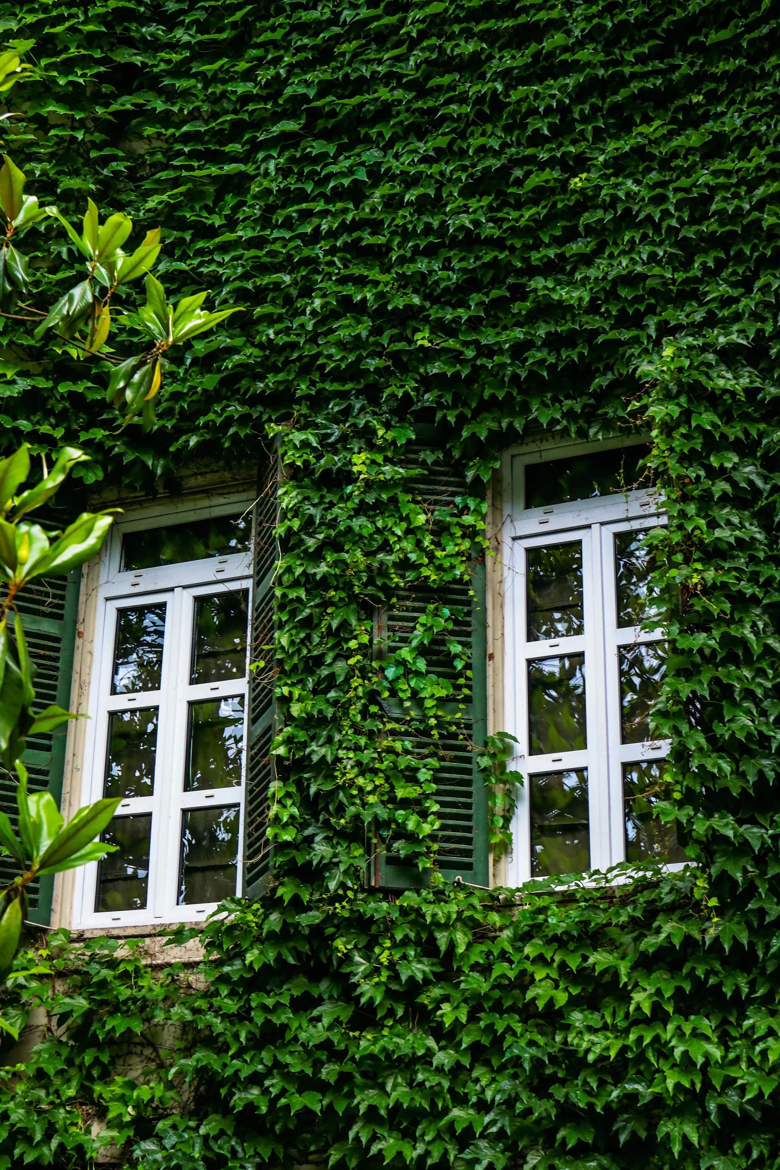 The Clear Pane exterior window cleaning professional caring for a customer’s home