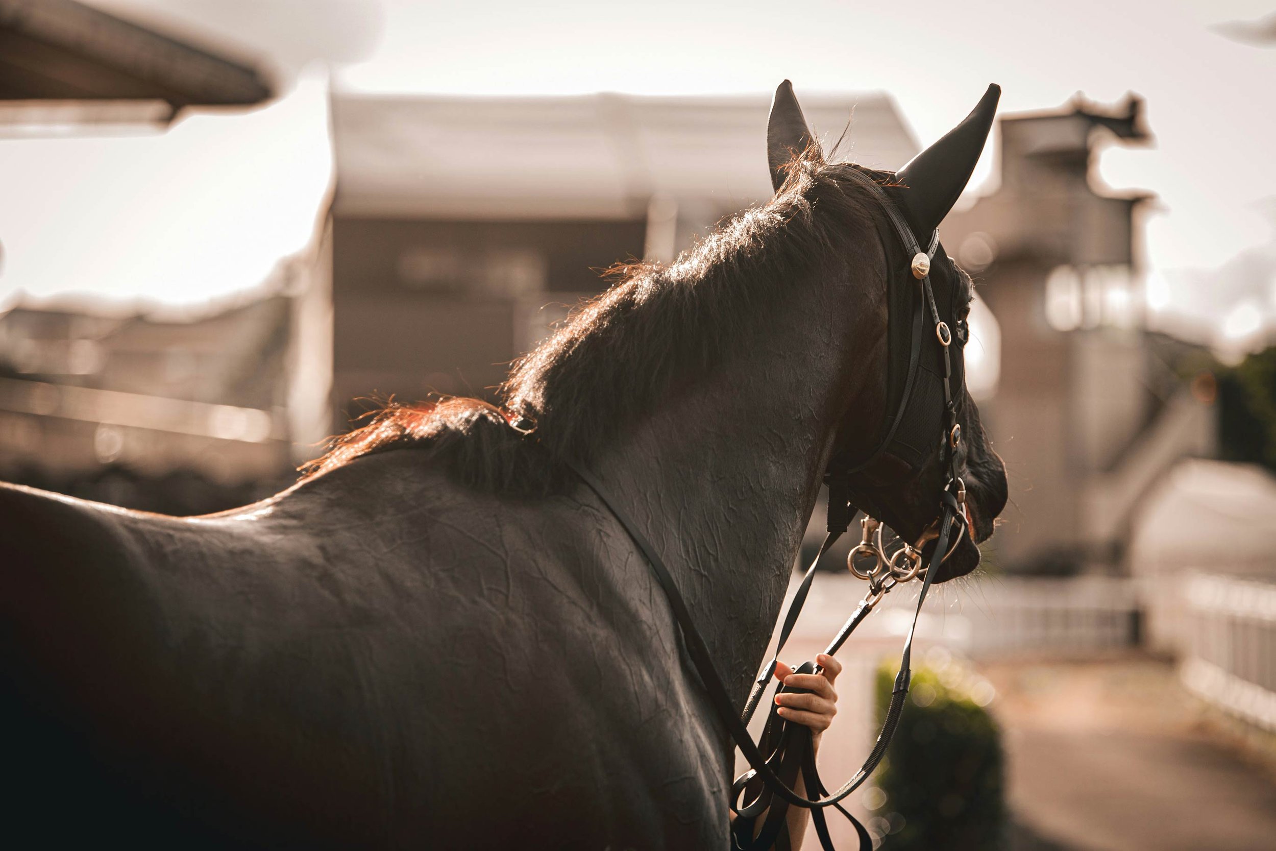 A close-up of a dark brown horse with a black mane, wearing a bridle, being guided by a person with light skin holding the reins, during sunset in an outdoor equestrian facility.