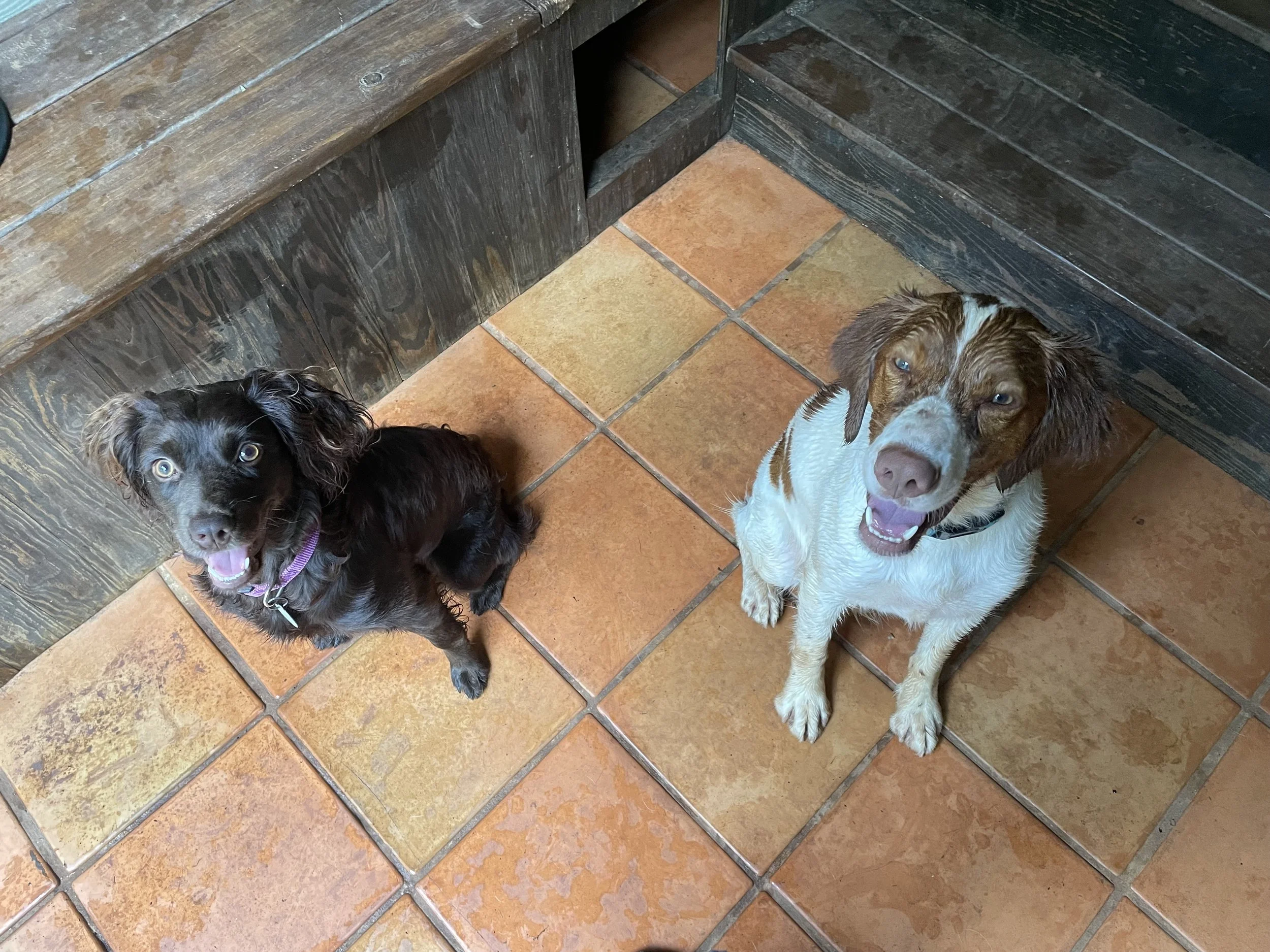 Two dogs, one with long black fur and the other with long white and brown fur, sitting on a tiled floor near wooden walls, looking up at the camera.