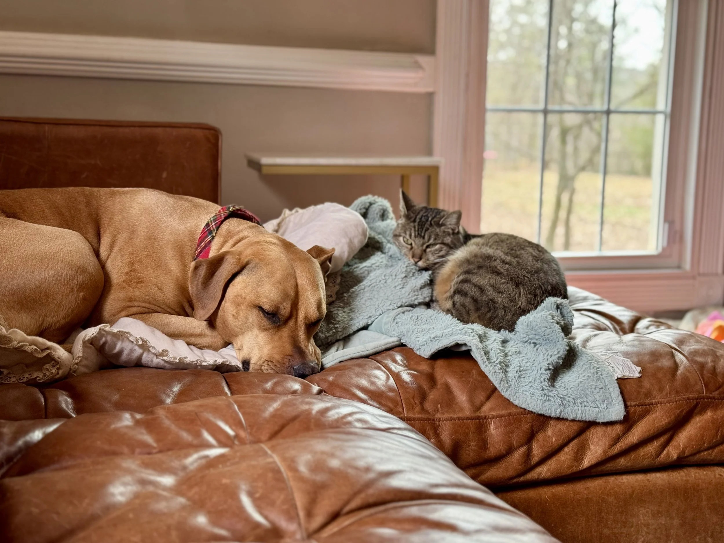 A tan dog with a red and green plaid collar sleeping on a brown leather couch next to a gray tabby cat lying on a blanket. The scene is near large windows with vertical pink curtains, revealing a view of trees outside.