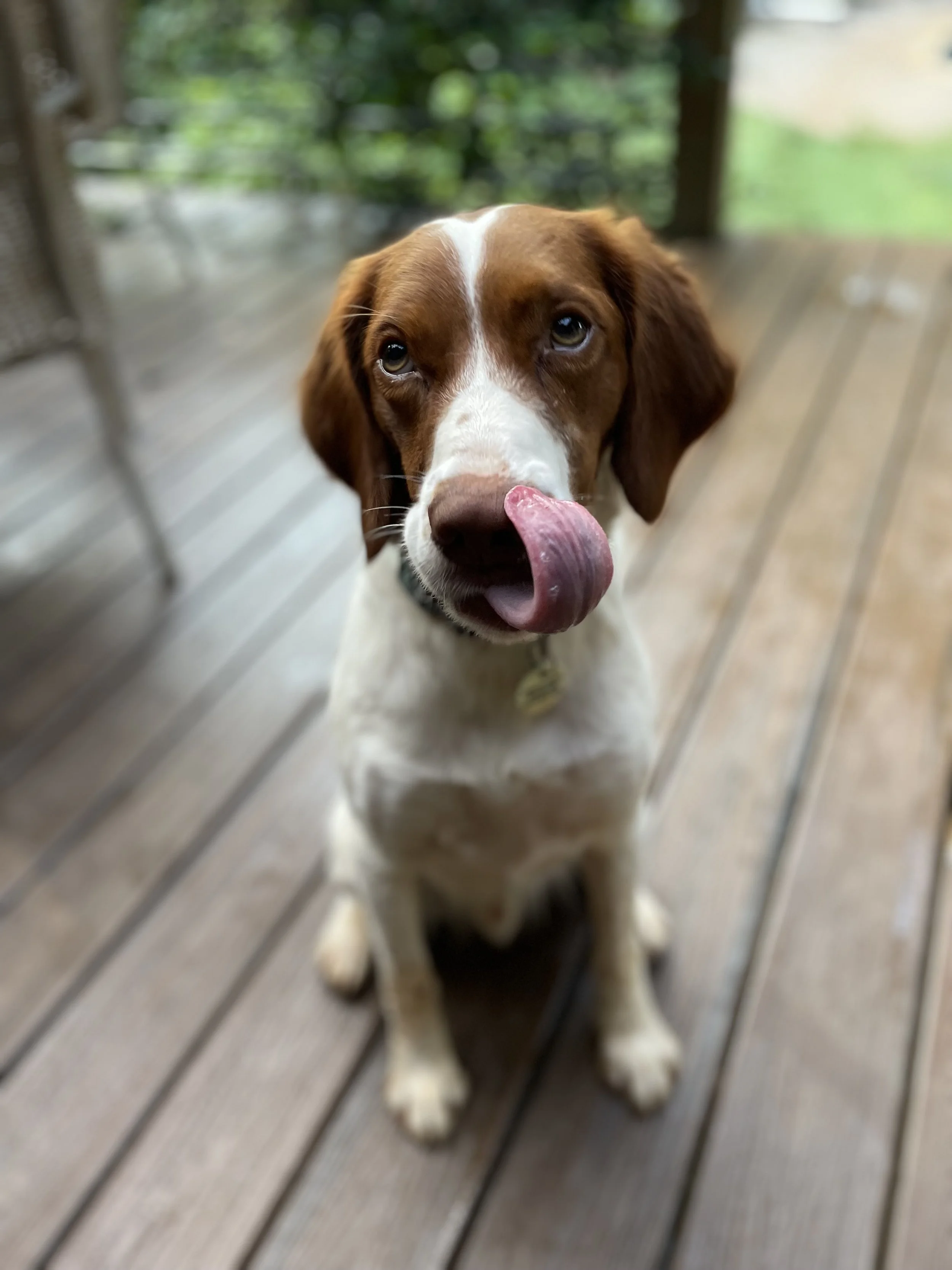 A brown and white dog with floppy ears standing on a wooden porch, licking its nose.