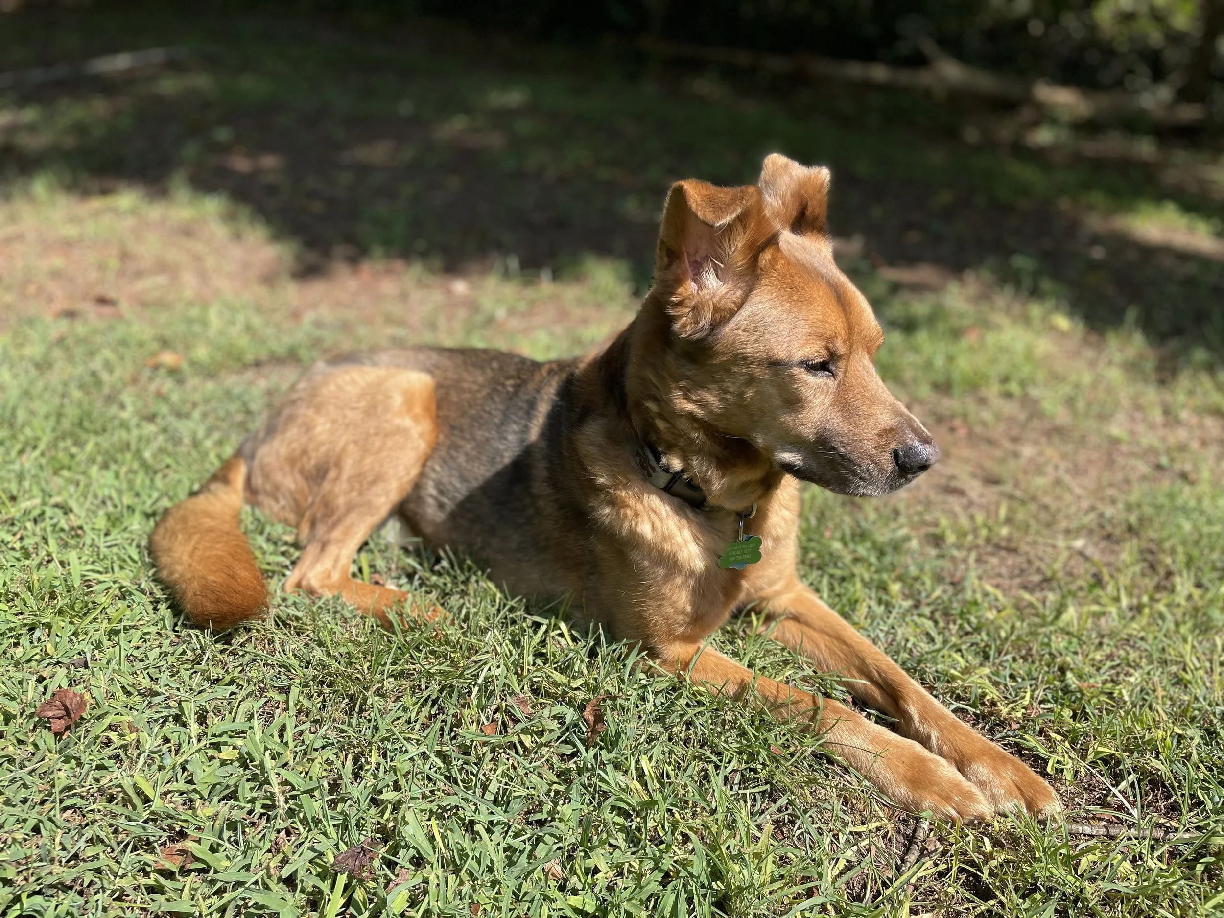 A brown dog lying on green grass with a shaded background of trees.