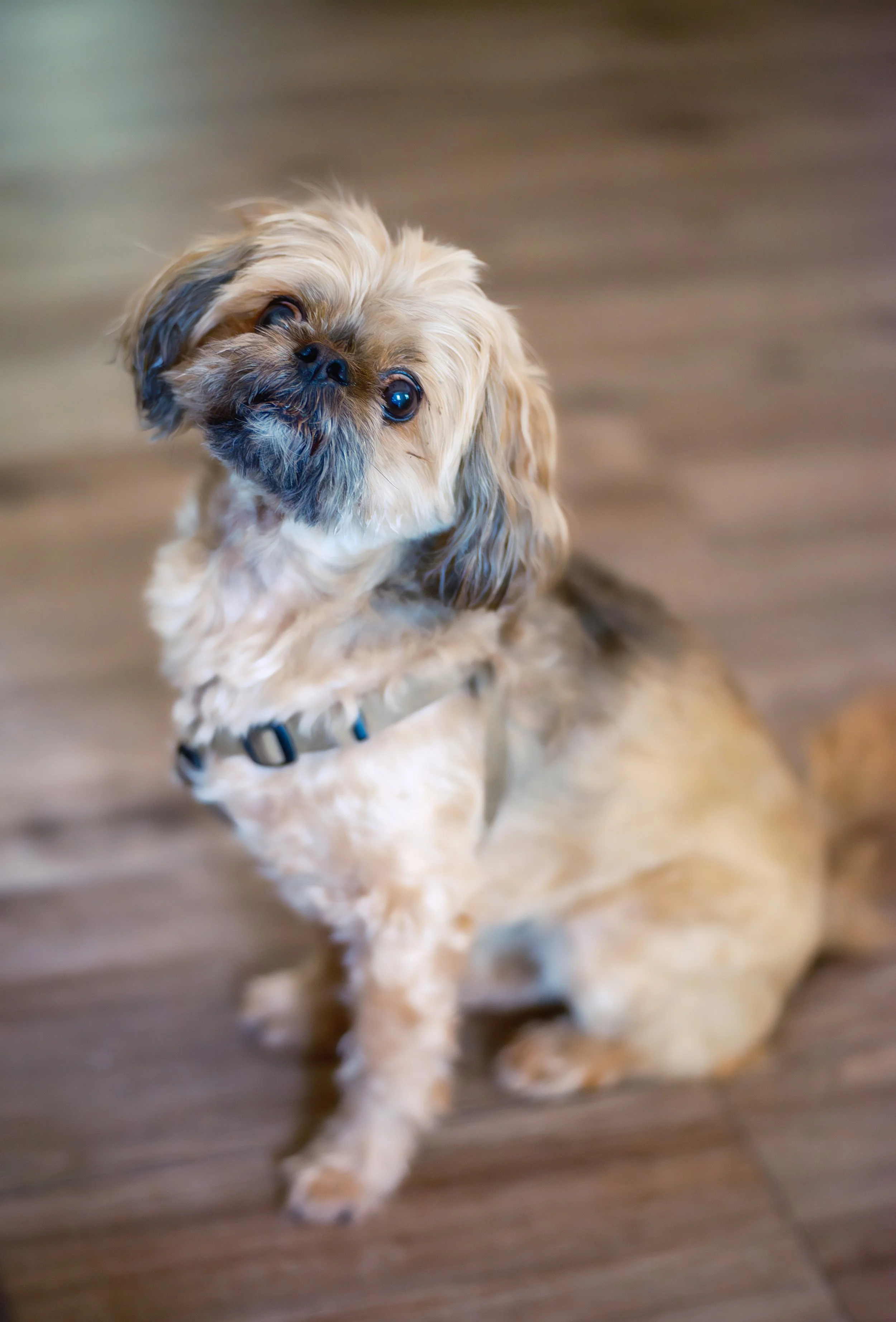 A small, fluffy dog with a mix of light tan, cream, and dark brown fur, sitting on a wooden floor. The dog has large, dark eyes and looks up with a curious expression.