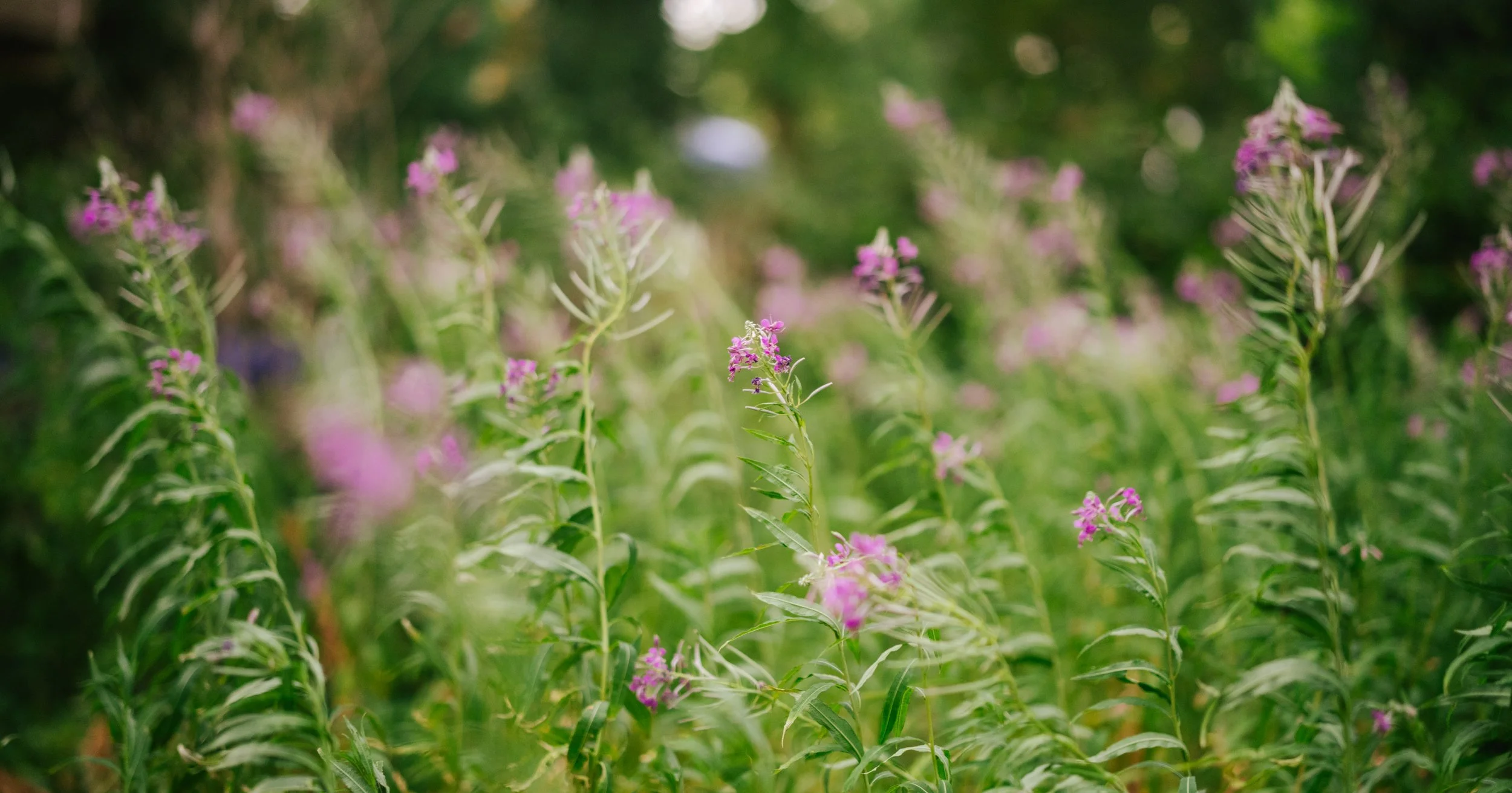 Groen landschap met hoge planten en paarse bloemen