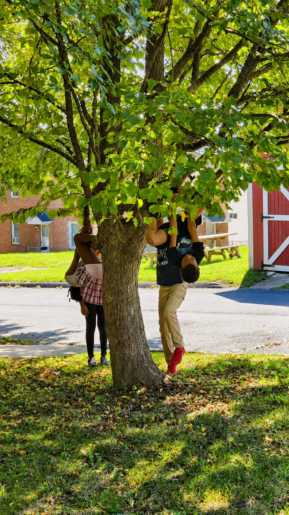 Two children play on a tree in a park with a red and white barn door in the background. One child hangs upside down, and the other is climbing.