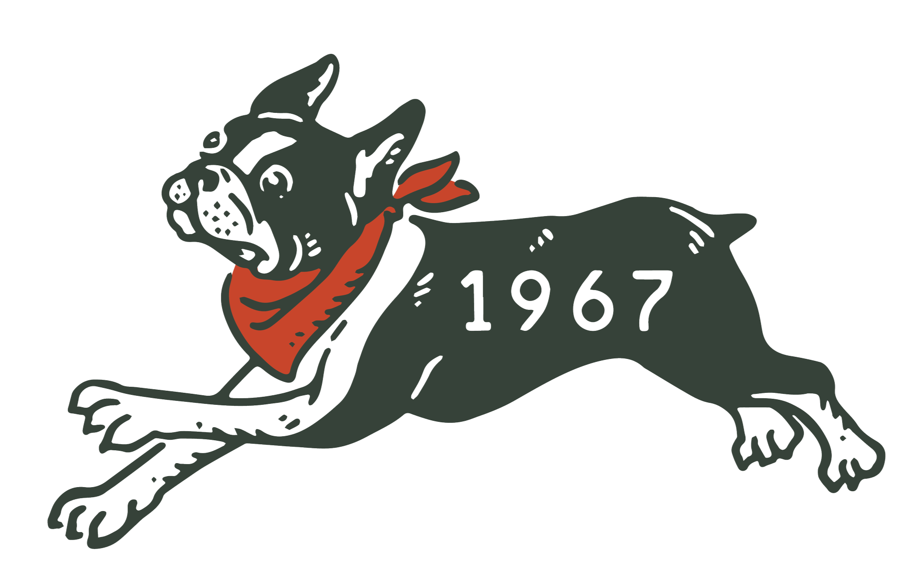 Camp Juniper Boston terrier dog