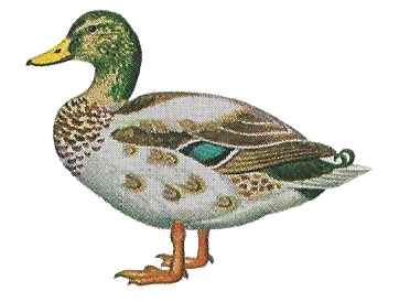 Illustration of a male mallard duck.
