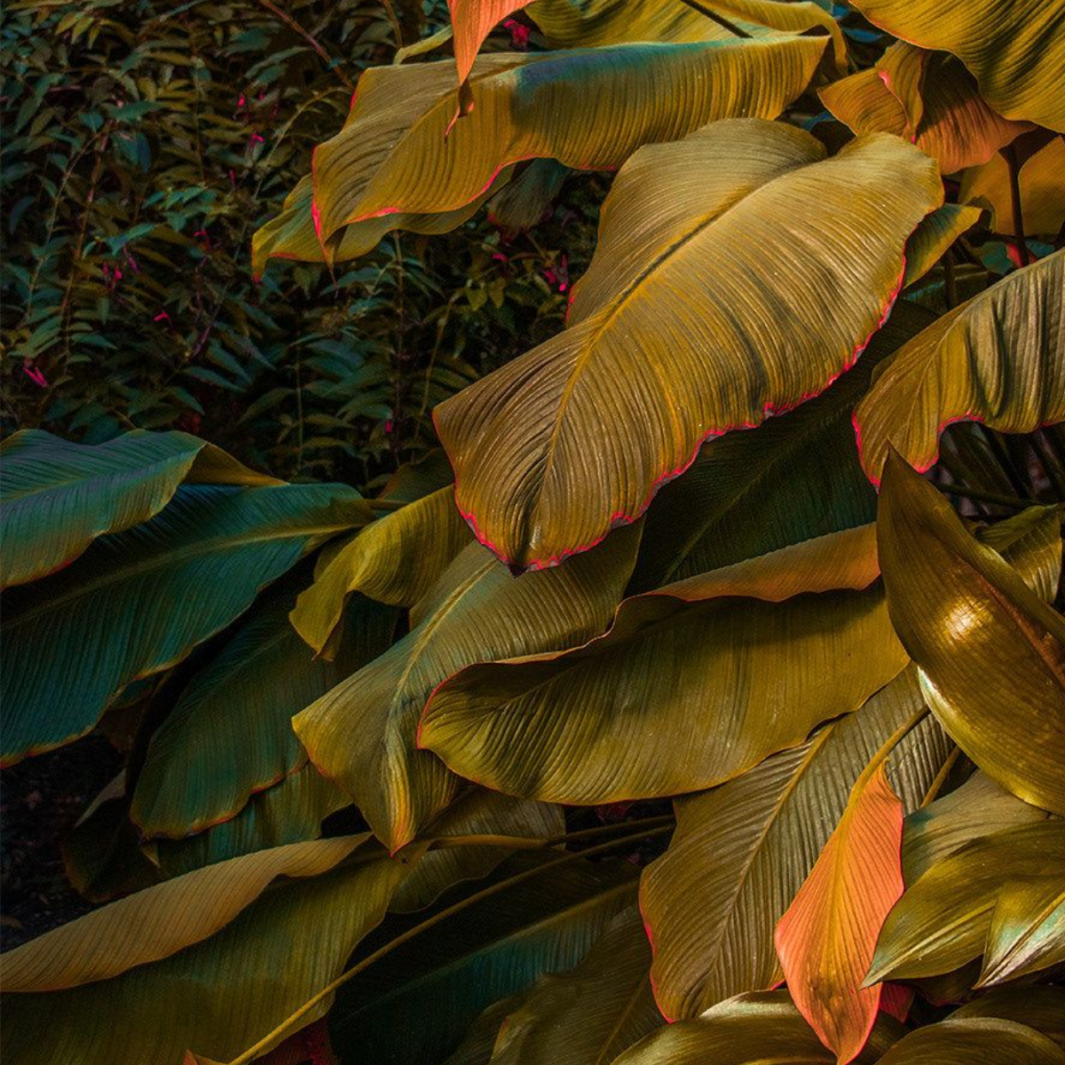 Close-up of large tropical leaves with prominent veins, some with reddish edges, in a dense garden setting.