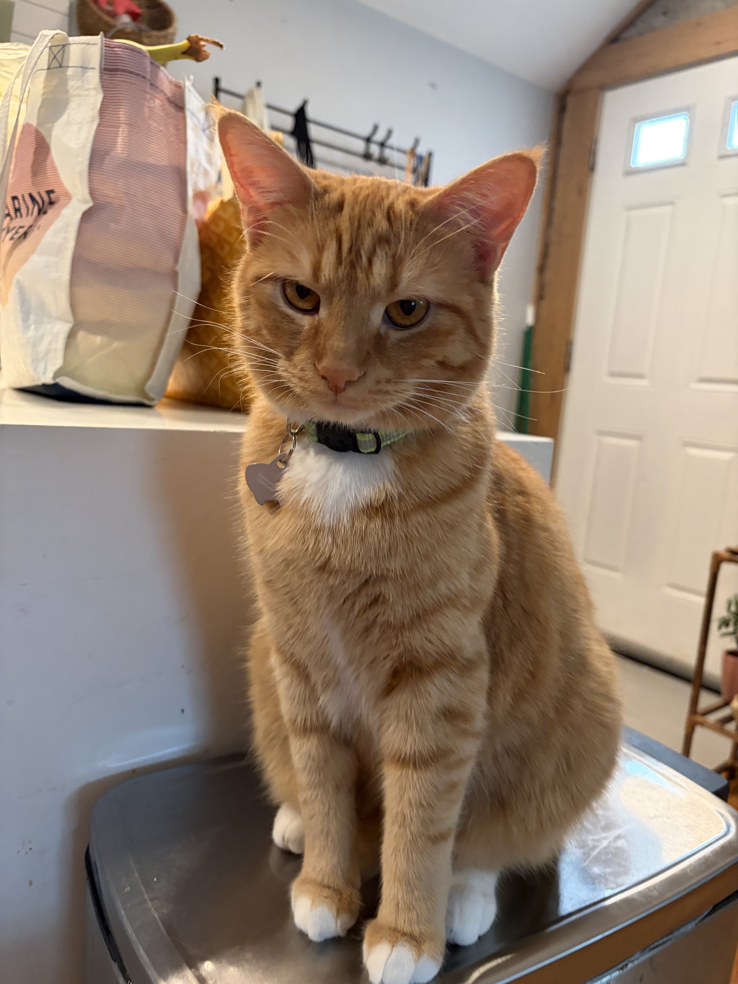 Orange tabby cat with white paws and chest sitting on metal table indoors, with a background of a white door and a basket of laundry.