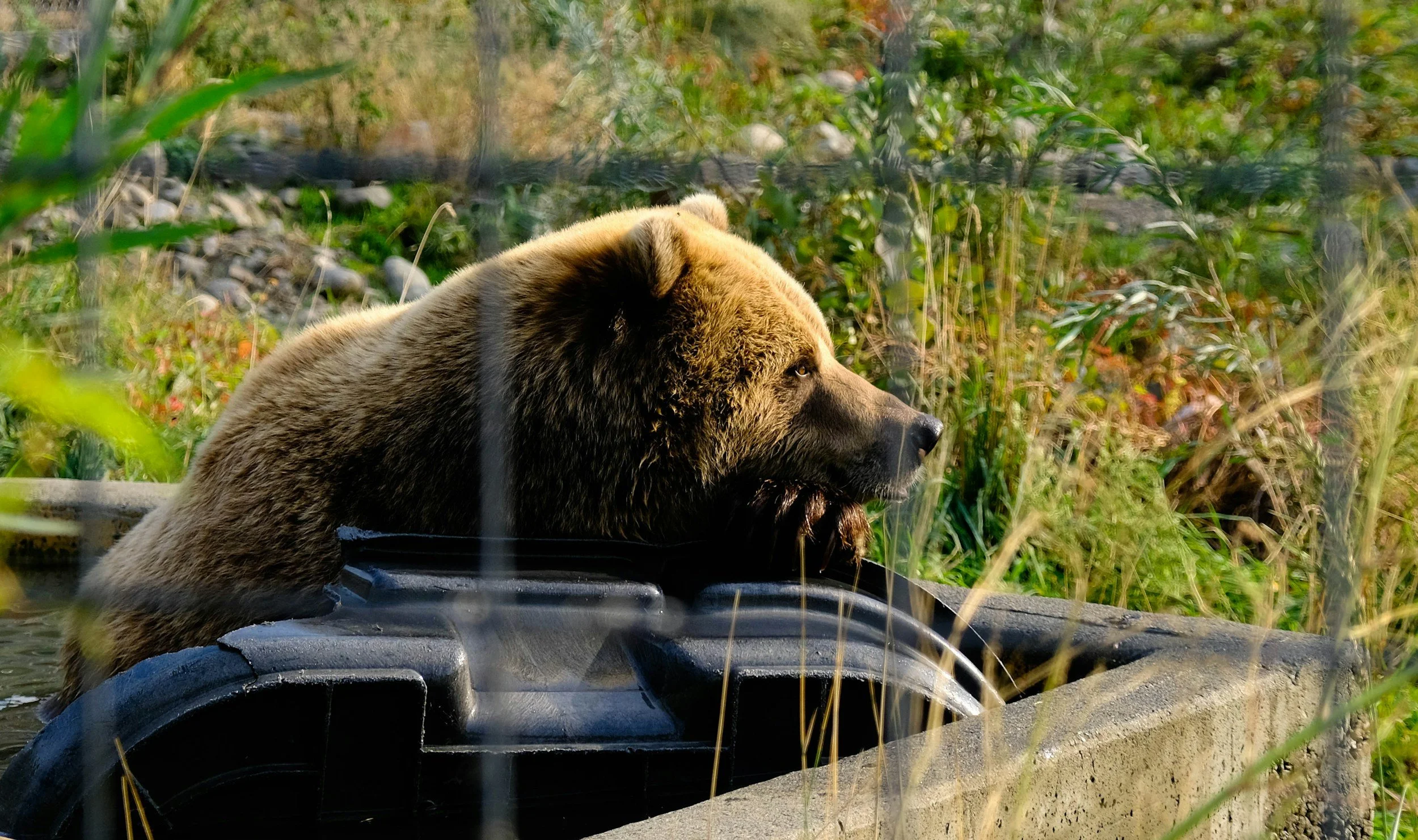 Composting in Bear Territory