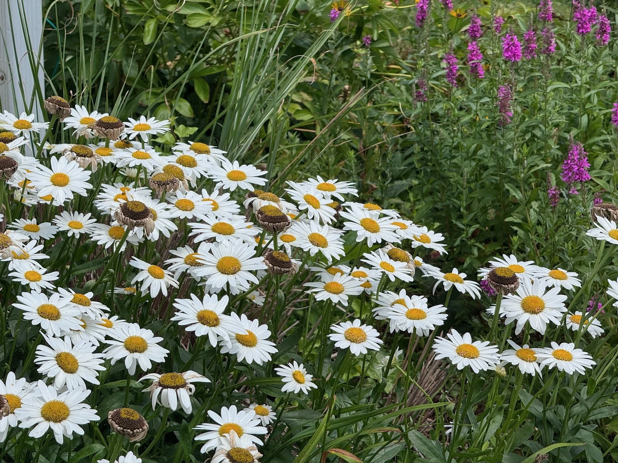 Daisies