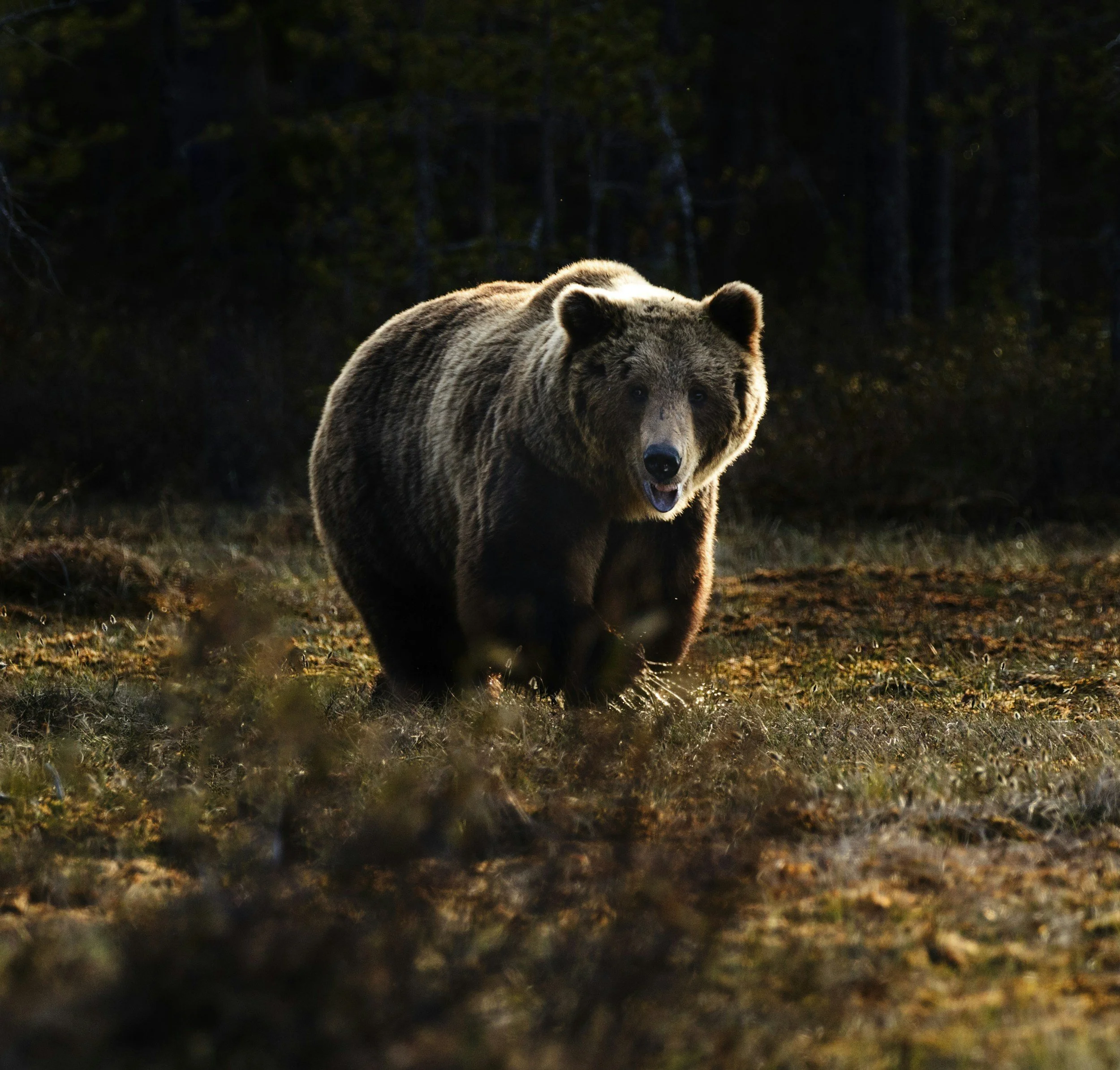 A bear standing on a forest ground, with a dark background of trees and foliage.