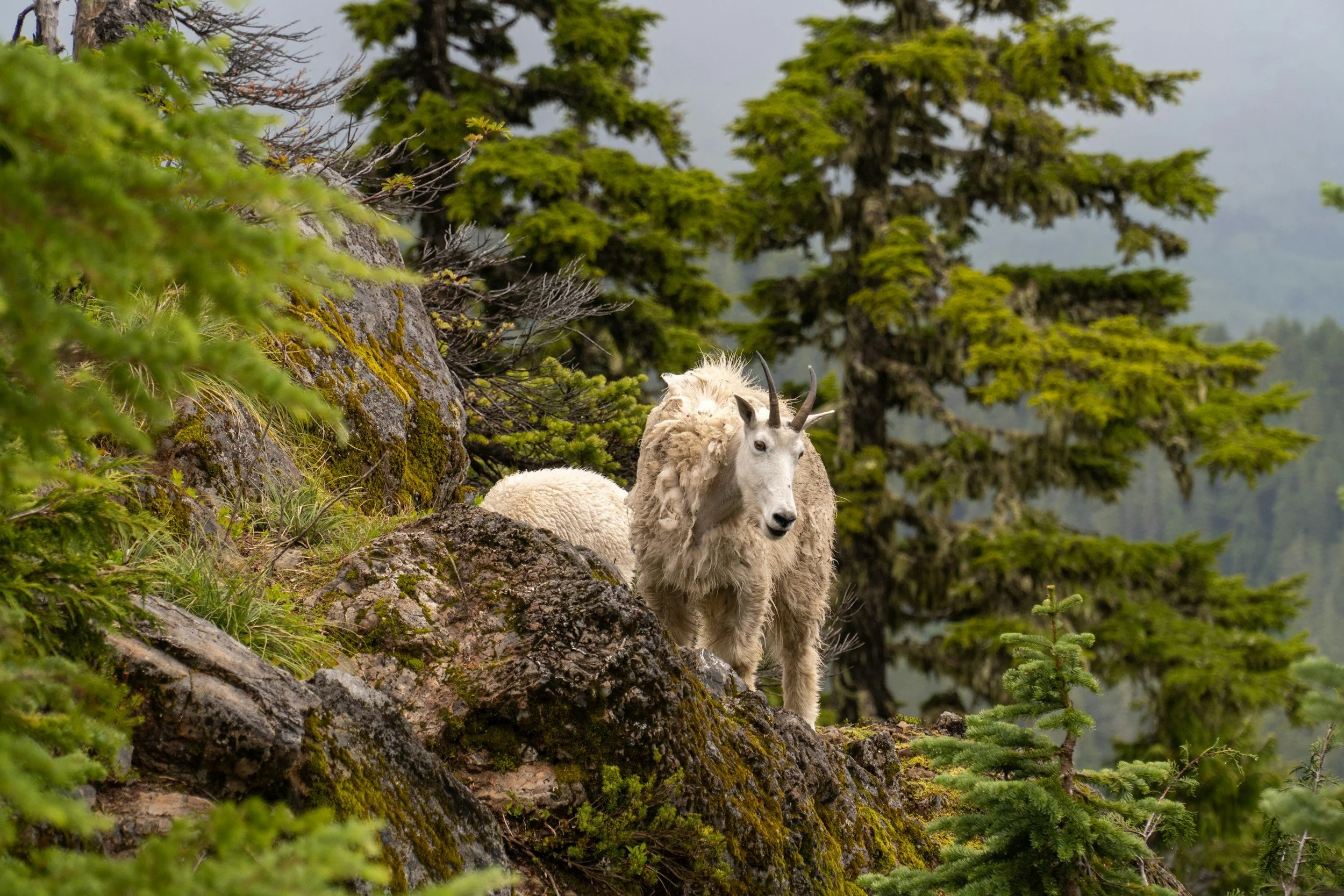 A mountain goat with thick white fur standing on rocky terrain among green pine trees, with mountains and cloudy sky in the background.