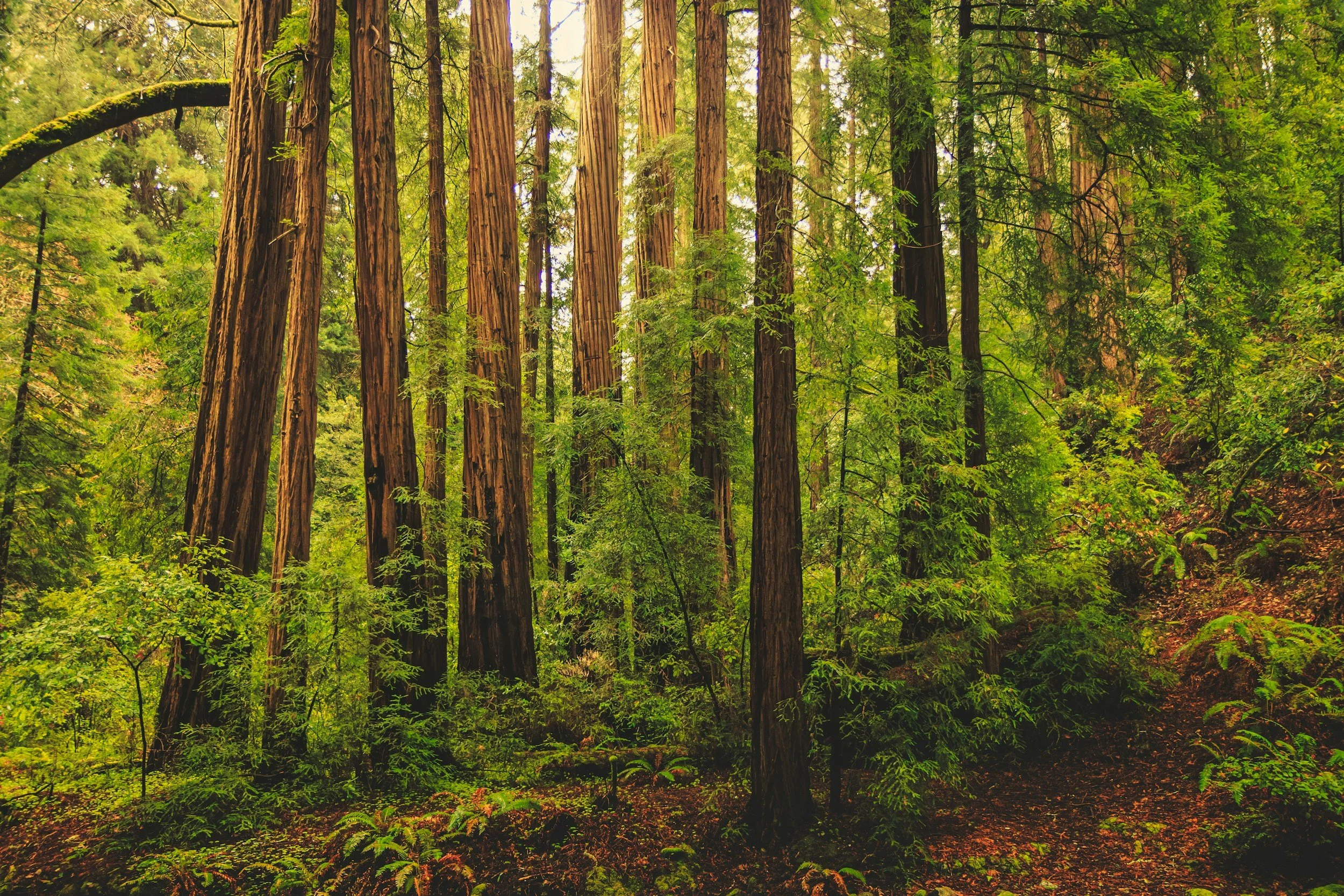 A dense forest scene with tall trees, including redwoods, and lush green foliage.
