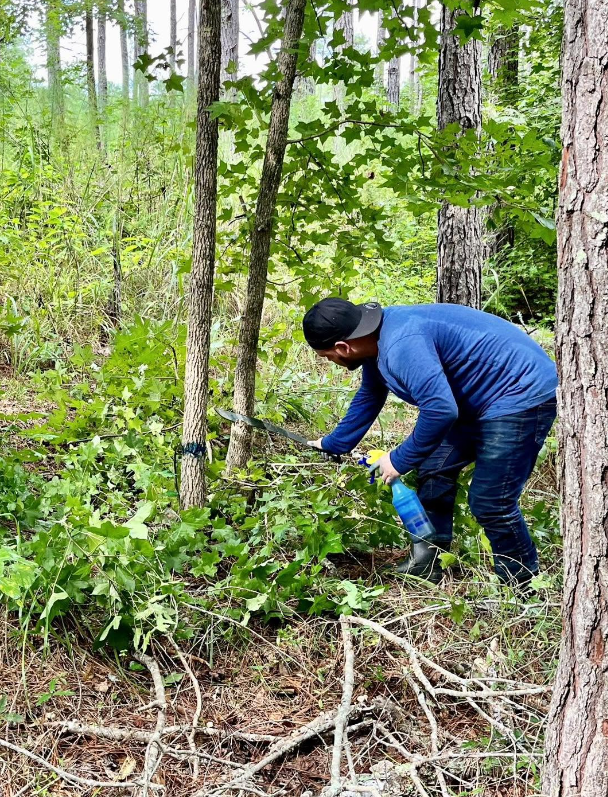 Forestry and Timber Management