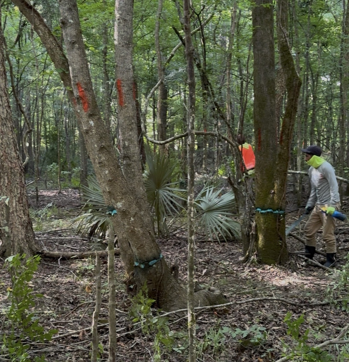 Person wearing a helmet and gloves using a chainsaw to cut a tree in a forest, with orange marking on the trees and lush green foliage in the background.