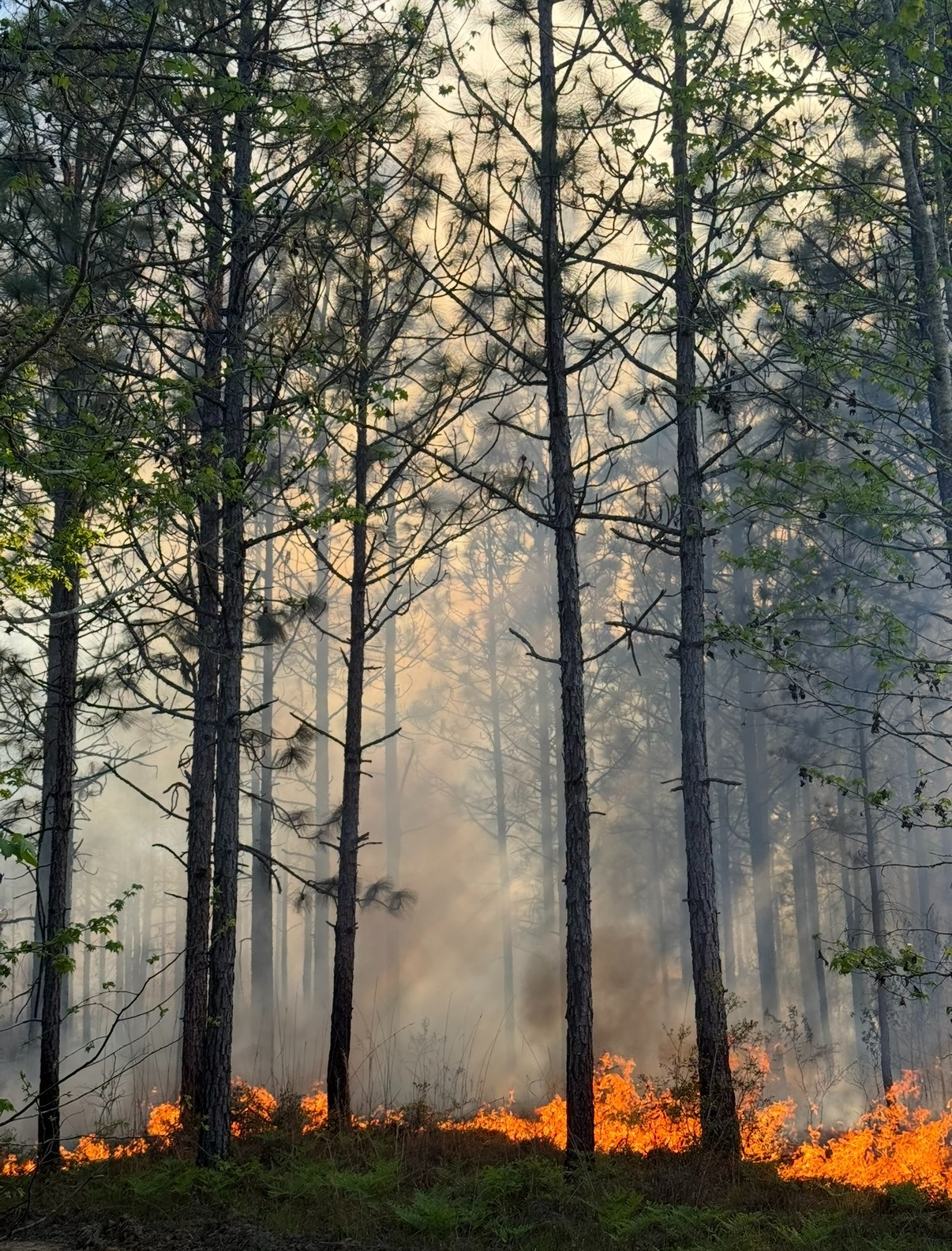 A forest fire with flames and smoke among tall trees, a hazy sky in the background.