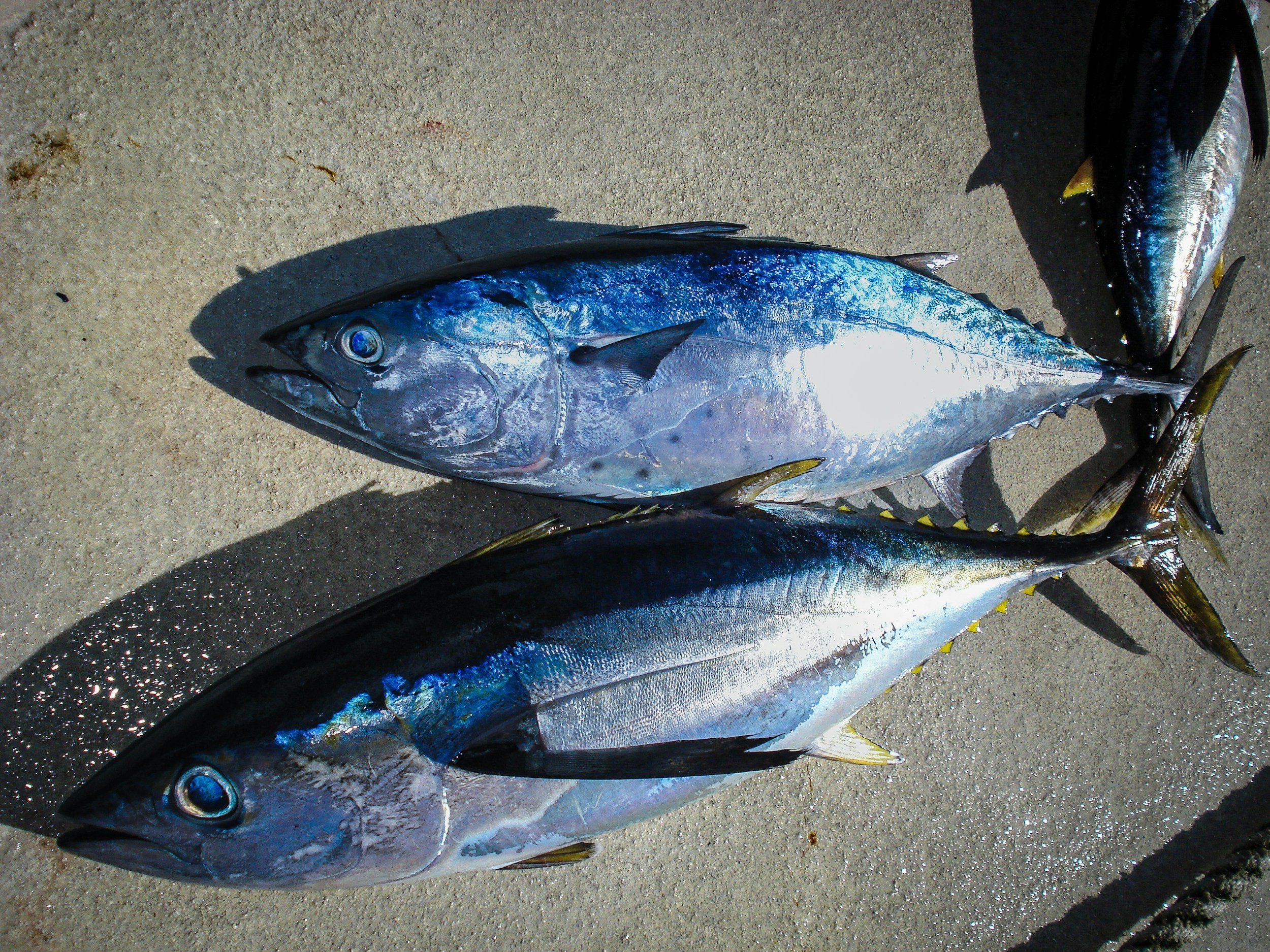 Canned tuna