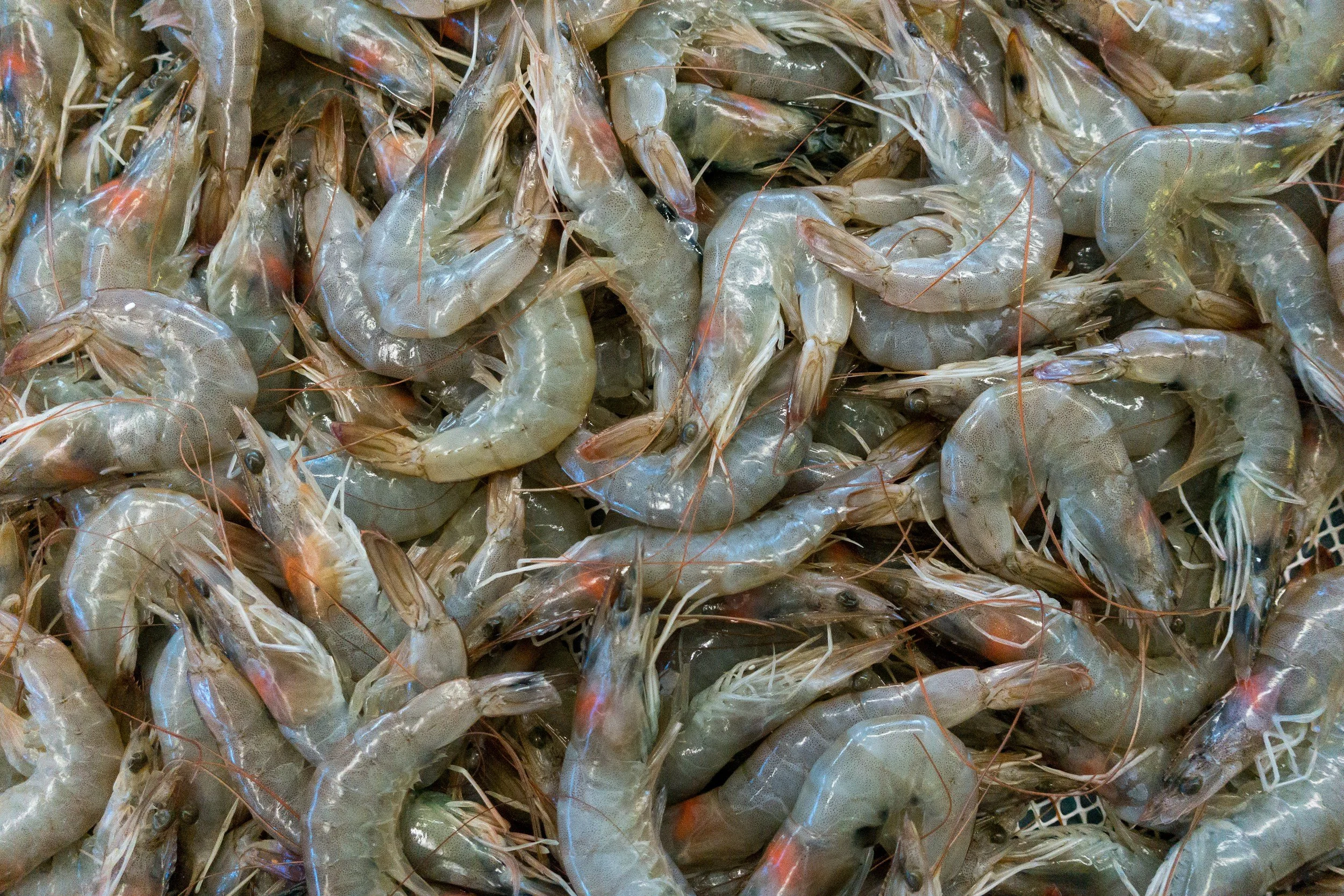 Frozen shrimp