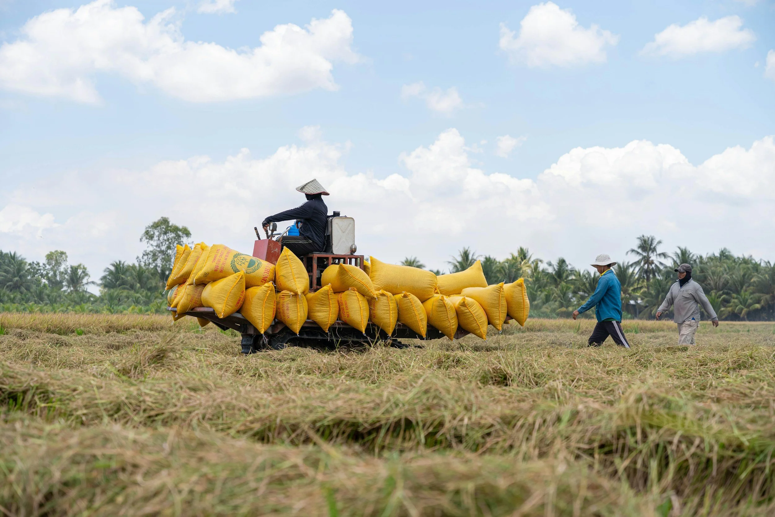 Farmers loading sacks of harvested rice in a Southeast Asian rice field