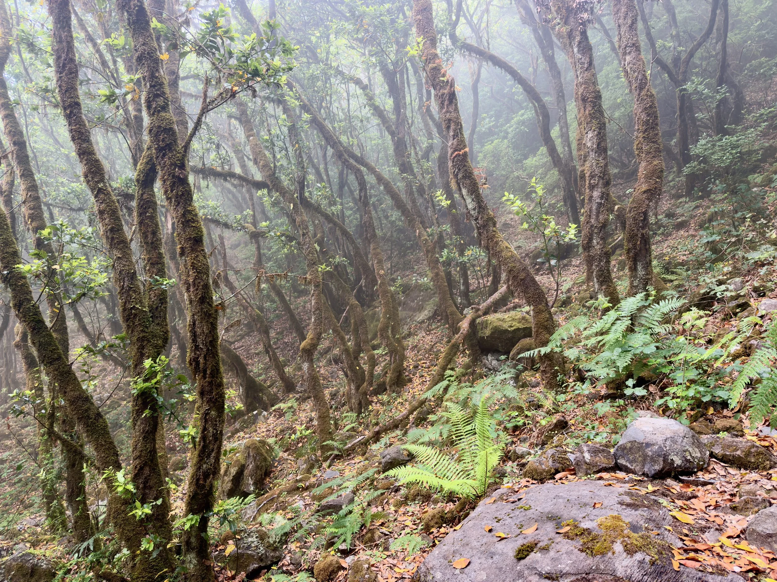 Fanal / Assobiadores Walk