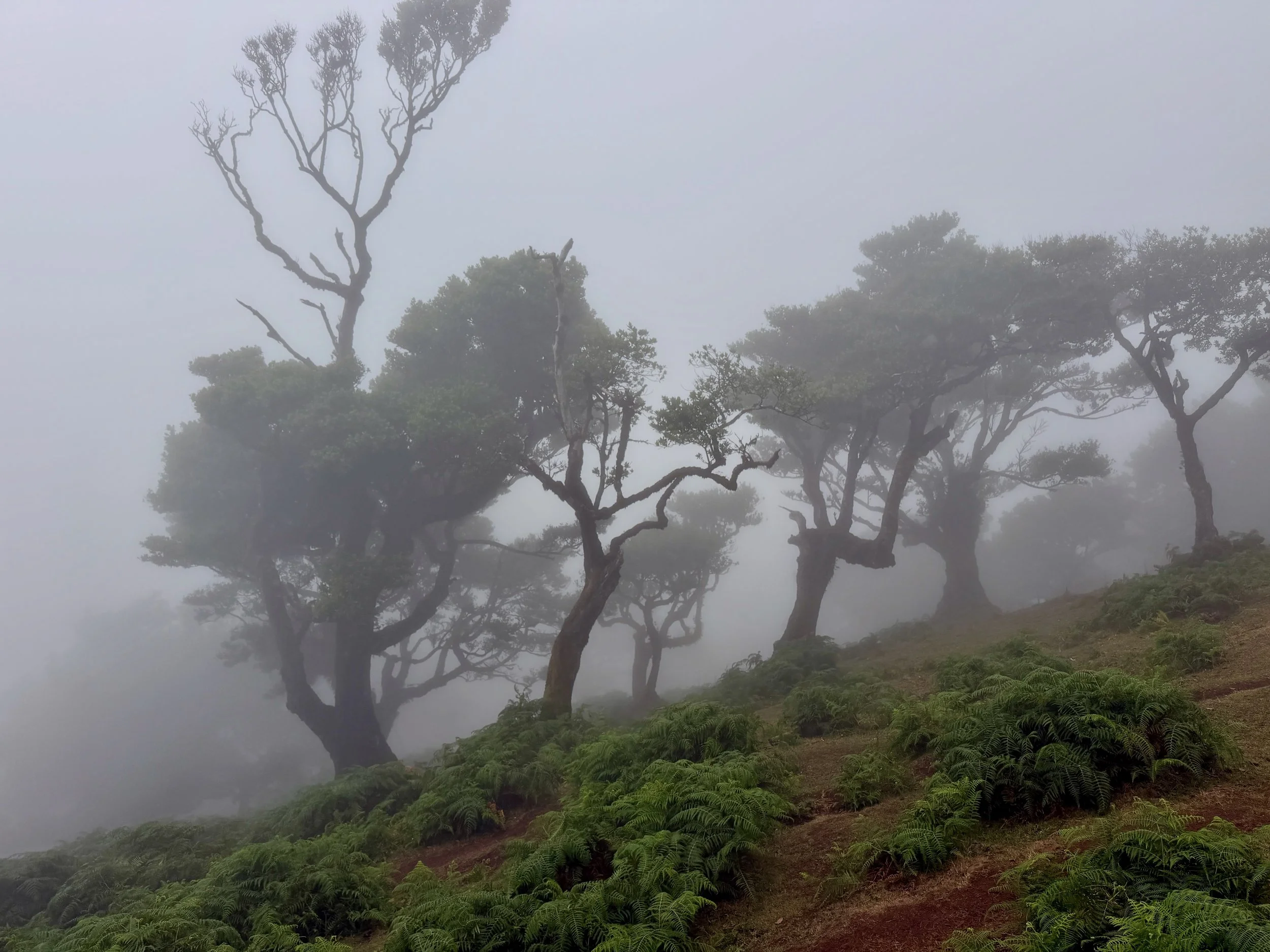 Fanal / Assobiadores Walk