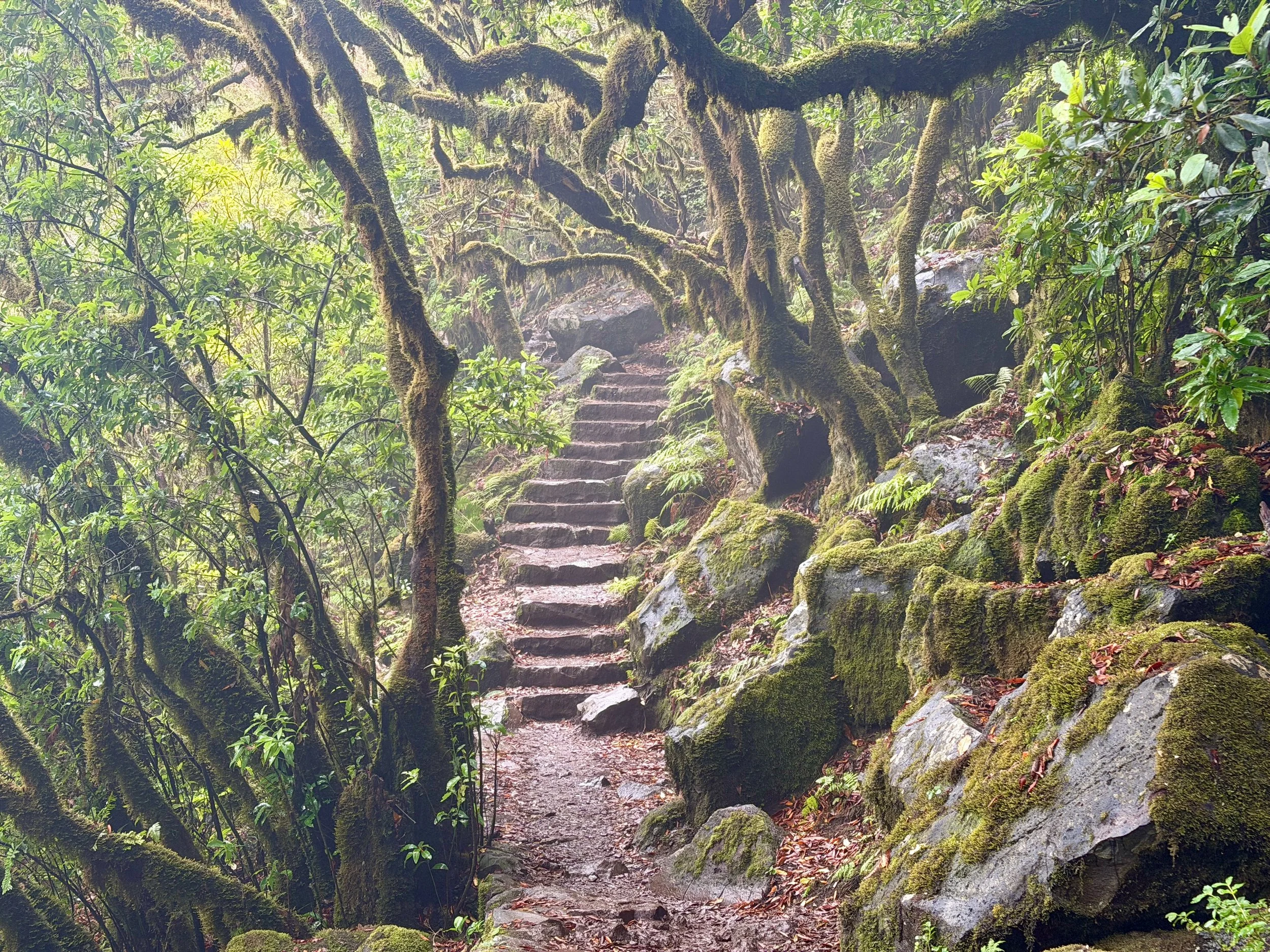 Fanal / Assobiadores Walk