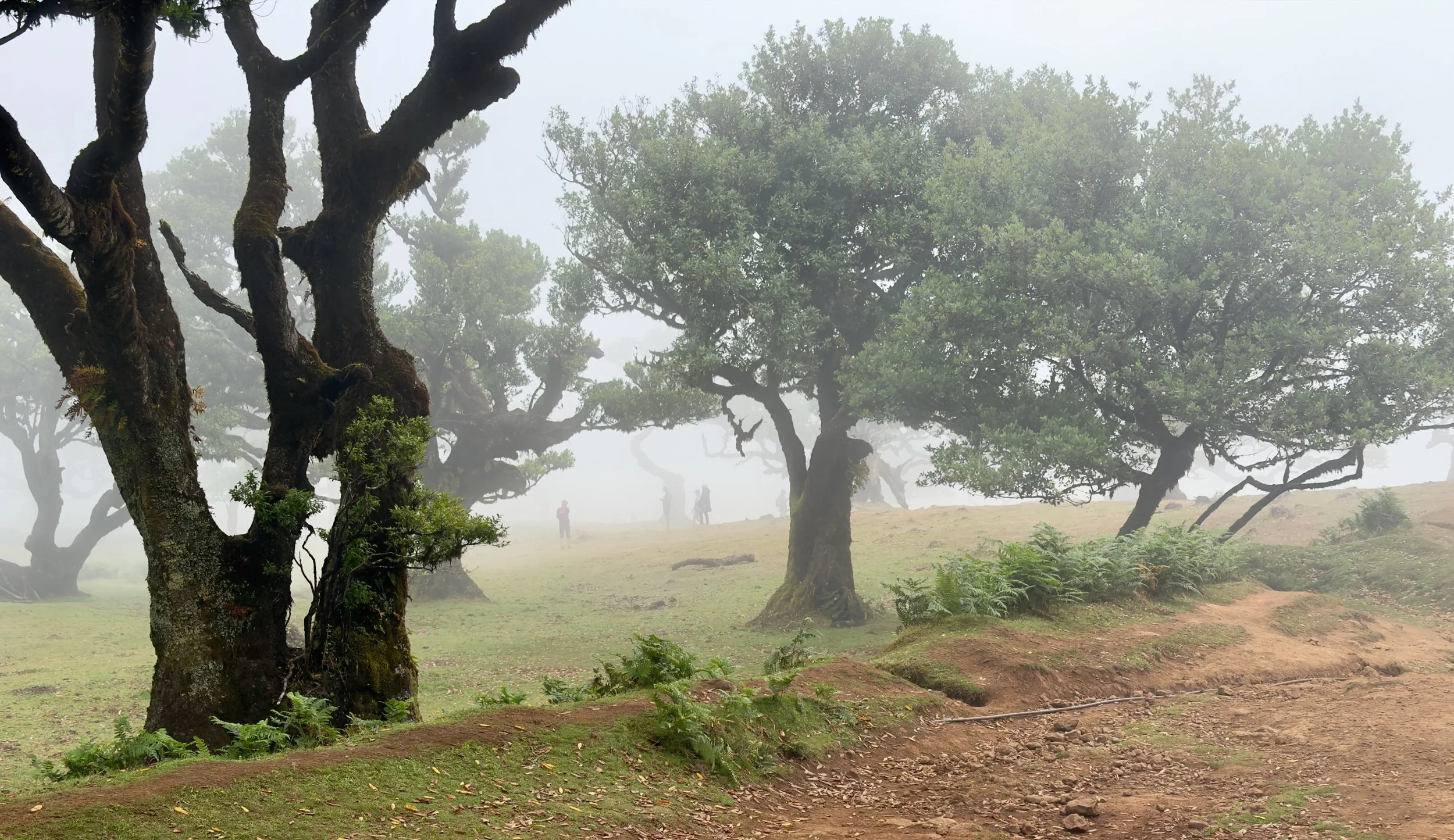 Fanal / Assobiadores Walk