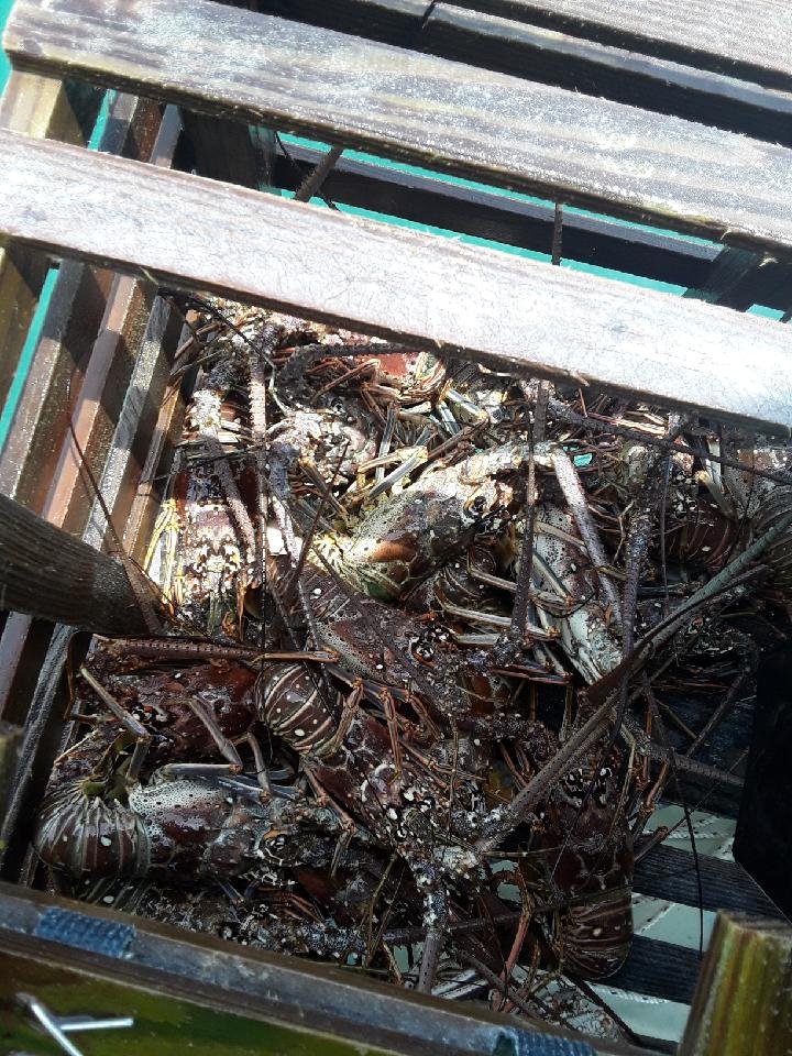 10 Spiny Lobster