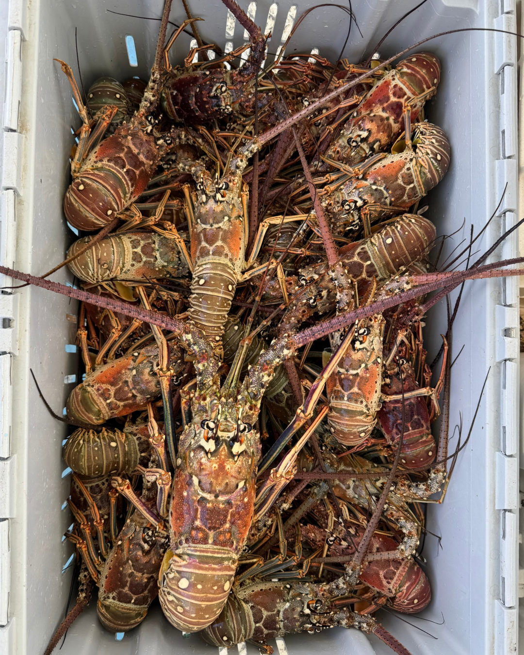 100 Spiny Lobster