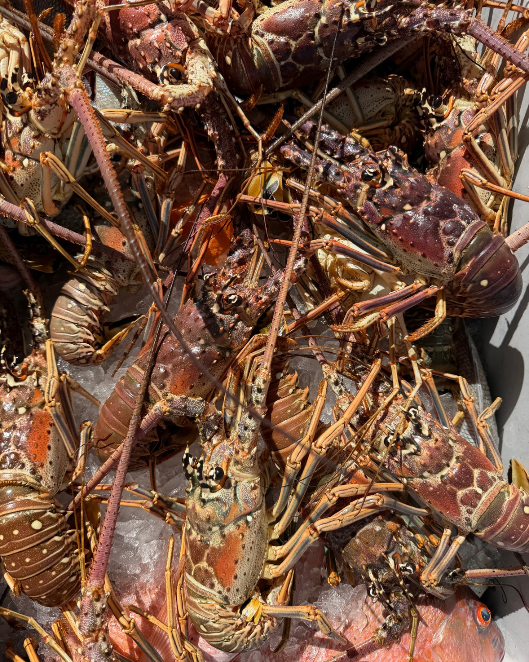 50 Spiny Lobster