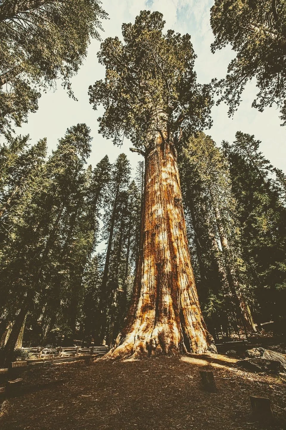 Photo of a tall, old-growth redwood tree in a forest, taken from the ground looking up towards the sky.