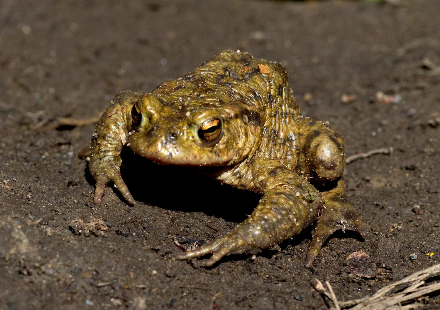 A Toad at Coppice Pond