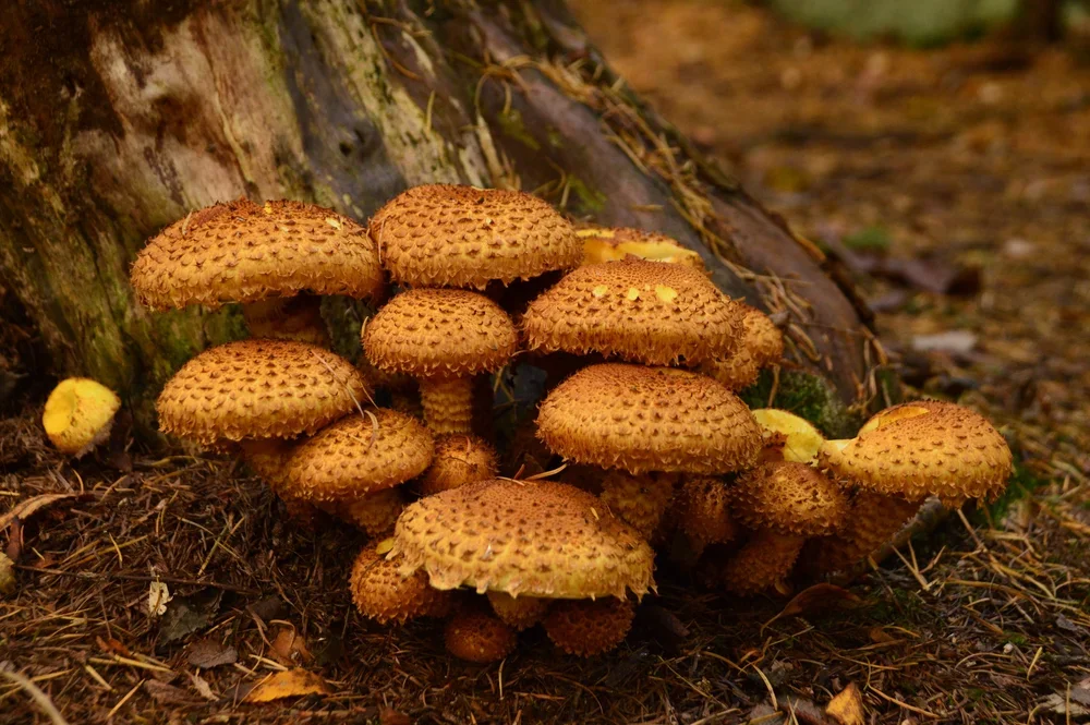 Shaggy Scalycap, ( Pholiota squarrosa ).