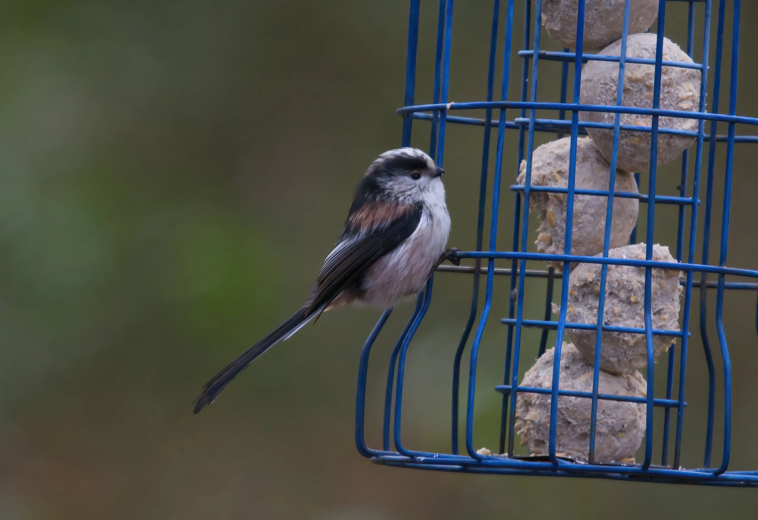 Long Tailed Tit.