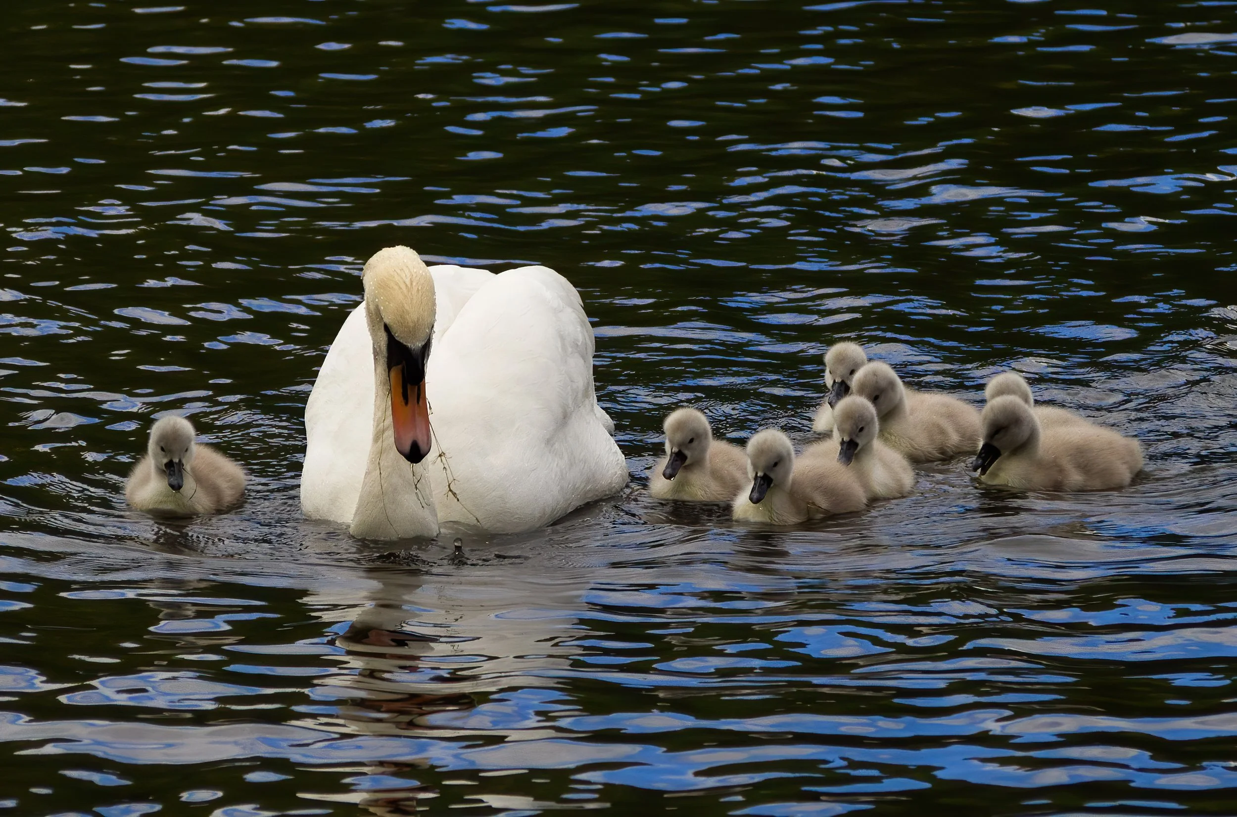 Mute swan and her brood.