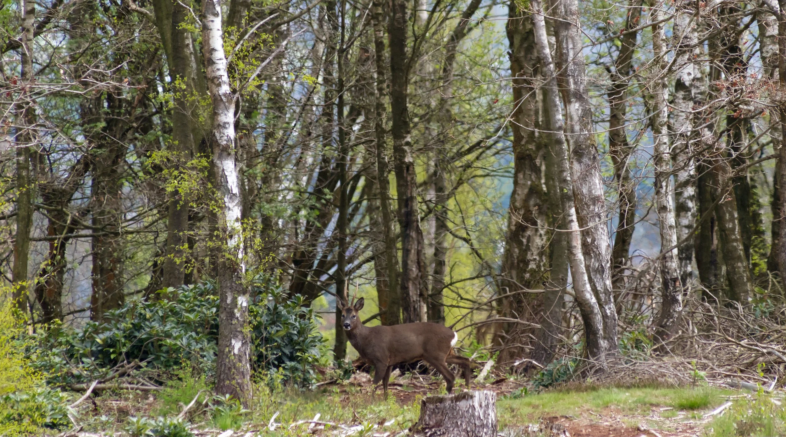 A Roe Deer near the Ferrand Memorial.