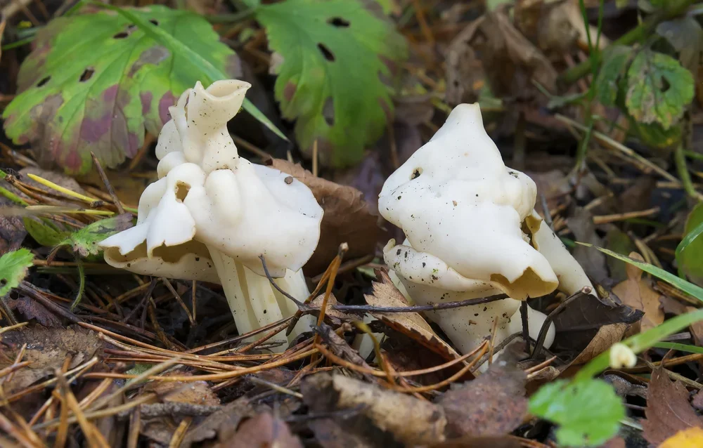 White Saddle, ( Helvella crispa ).