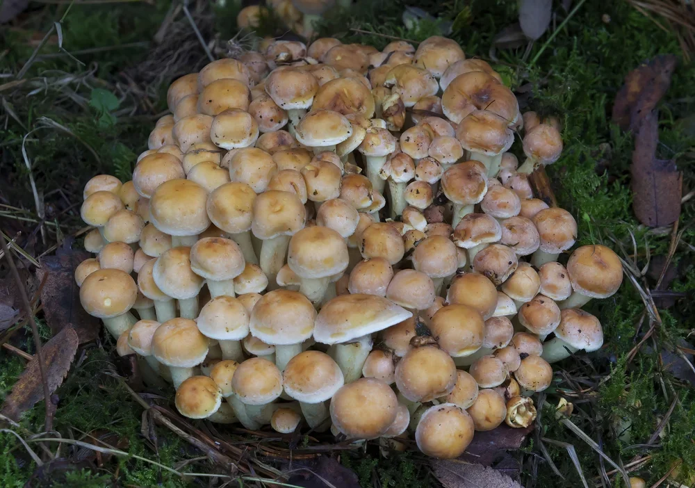 Sulphur Tuft, ( Hypholoma fasciculare ).