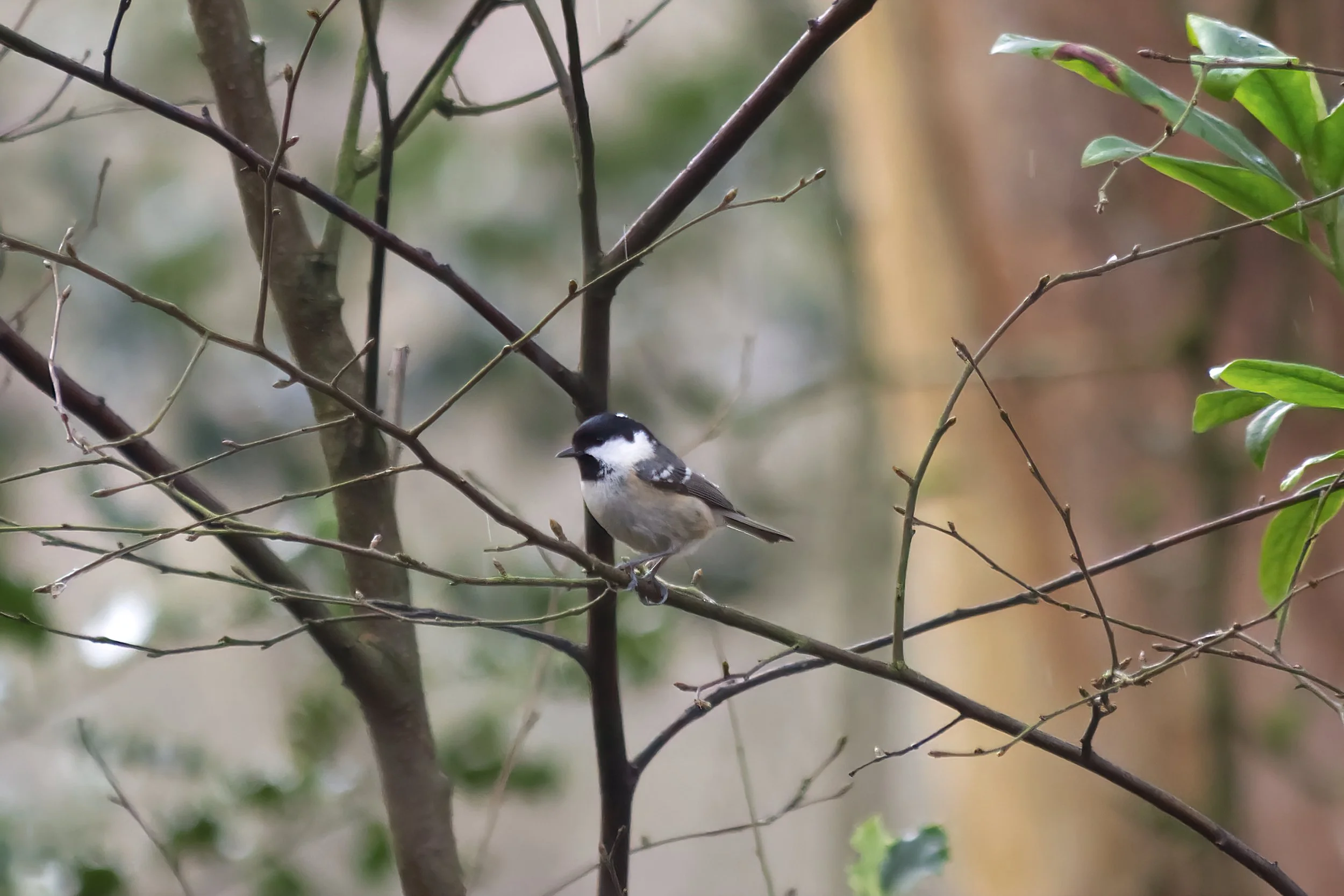 Coal Tit.