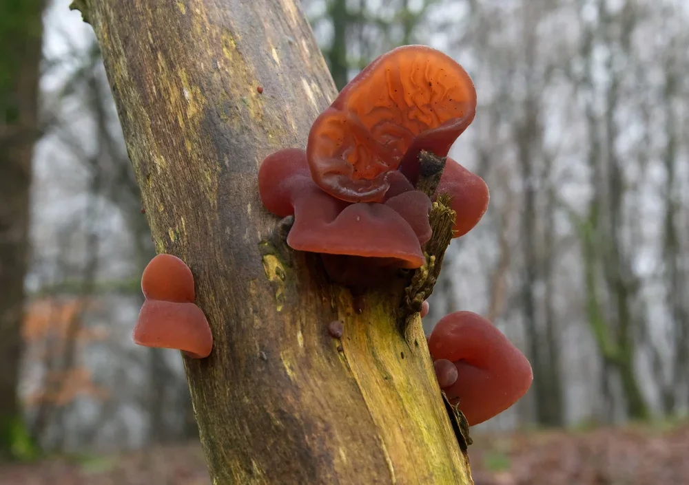 Jelly Ear, ( Auricularia auricularia-judae ).