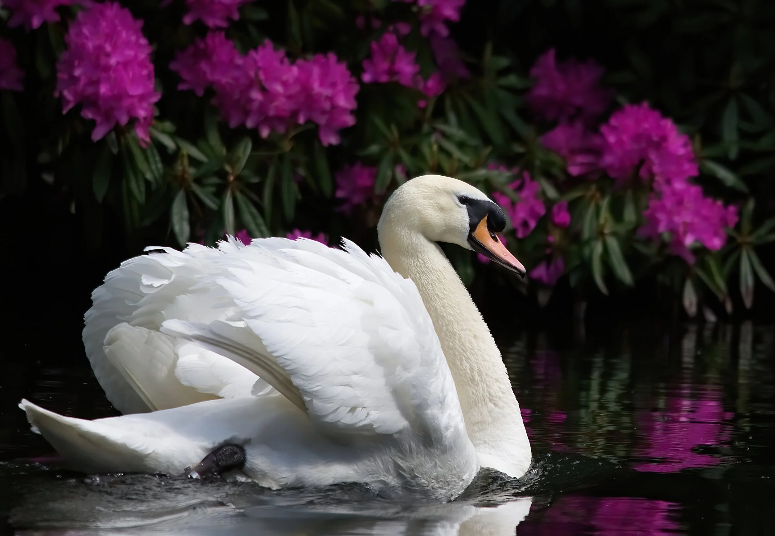 Swan and Rhododendrons.