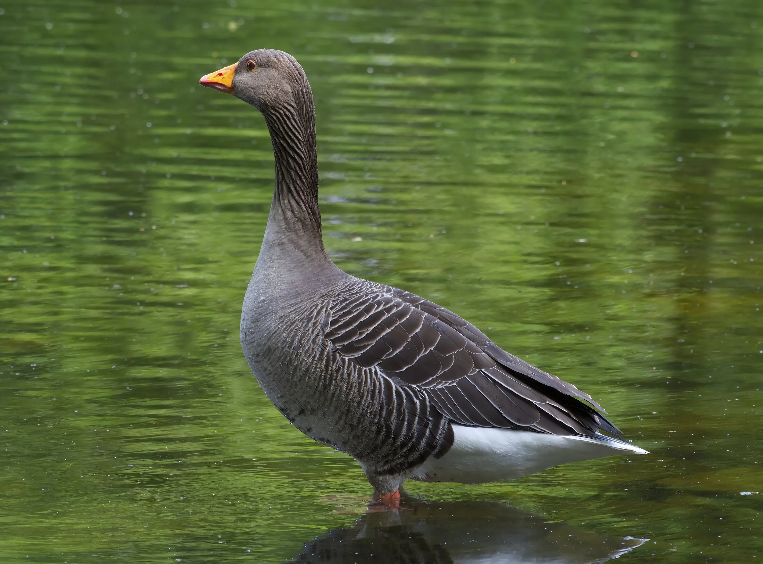 A handsome Greylag Goose on Coppice Pond.