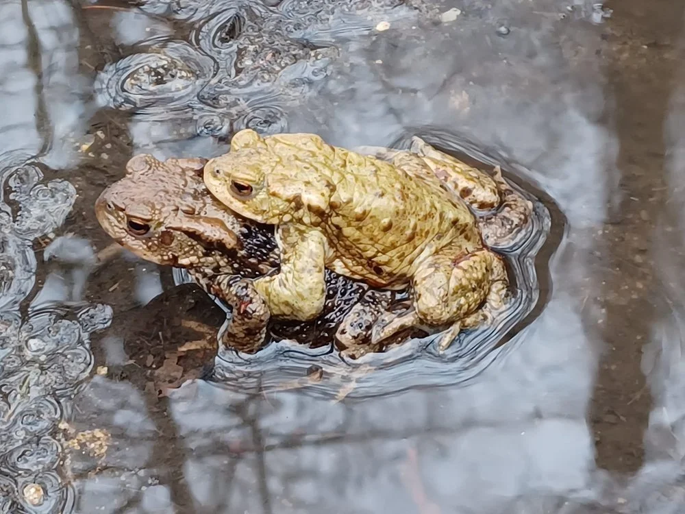 Mating Toads, Coppice Pond