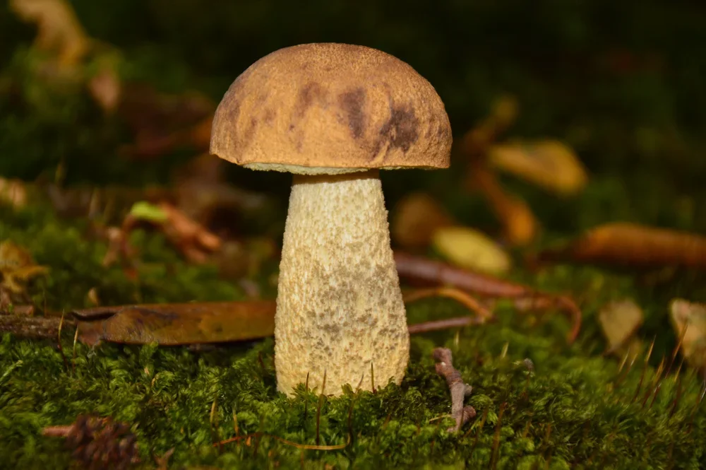 Brown Birch Bolete, ( Leccinum scabrum ).