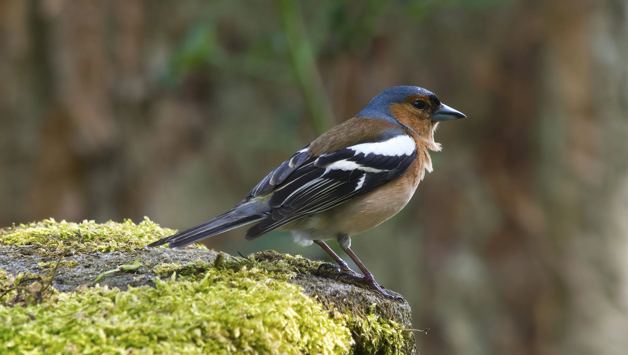 A male Chaffinch.