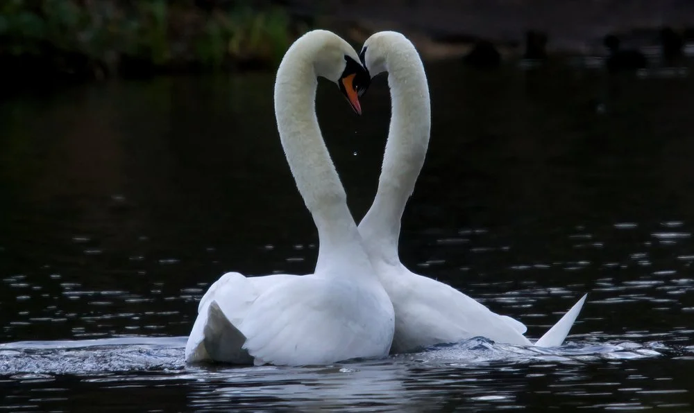 Two canoodling Swans