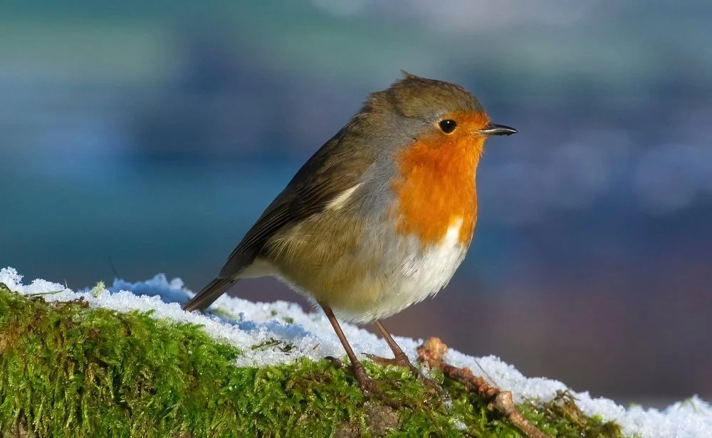 A cheeky Robin in the snow.