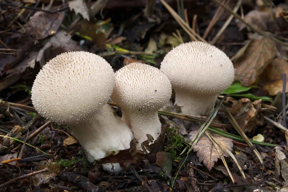 Common Puffball, ( Lycoperdon perlatum ).